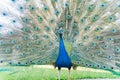 Close up shot of a beautiful peacock showing his fan Royalty Free Stock Photo