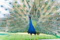 Close up shot of a beautiful peacock showing his fan Royalty Free Stock Photo