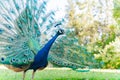 Close up shot of a beautiful peacock showing his fan Royalty Free Stock Photo