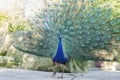 Close up shot of a beautiful peacock showing his fan Royalty Free Stock Photo