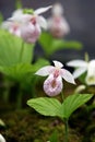 Close up shot of the beautiful Phalaenopsis Royalty Free Stock Photo