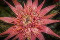 Close-up shot of a beautiful pink Aechmea flower