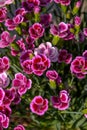 Close up shot of beautiful pink Dianthus flowers in full bloom, growing outdoors Royalty Free Stock Photo