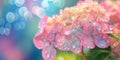 Close-up shot of beautiful pink hortensia flower blossoming in a garden on sunny day. Hydrangea blooming in nature, vivid colorful Royalty Free Stock Photo