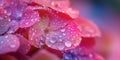 Close-up shot of beautiful pink hortensia flower blossoming in a garden on sunny day. Hydrangea blooming in nature, vivid colorful Royalty Free Stock Photo