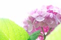 Pink Hydrangea Flower on White Background Royalty Free Stock Photo