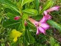 Close up shot of a beautiful purple flower in the sun. Selective focus Royalty Free Stock Photo