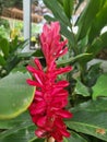 Close-up shot of beautiful red galangal flowers blooming in the garden Royalty Free Stock Photo