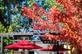 Close up shot of beautiful red maple leaves in Big Bear Lake area Royalty Free Stock Photo