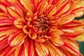Close up of a beautiful red orange Dahlia Pinnata flower in a garden Royalty Free Stock Photo