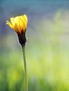 Close up of a rough hawkbit