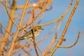 Close up shot of a beautiful Say`s phoebe Royalty Free Stock Photo