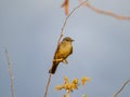 Close up shot of a beautiful Say`s phoebe Royalty Free Stock Photo