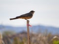 Close up shot of a beautiful Say`s phoebe Royalty Free Stock Photo