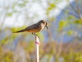 Close up shot of a beautiful Say`s phoebe Royalty Free Stock Photo