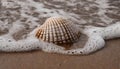 Beautiful seashell on the beach. Wet sand, foamy sea water. Natural scene Royalty Free Stock Photo