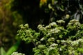 A close-up shot of a beautiful Tailed jay butterfly, feeding on flowers in the garden.