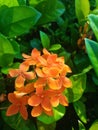 Close up shot of beautiful vibrant Ixora flowers