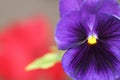 Close-up shot of beautiful violet purple pansy flower