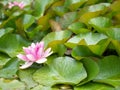 Close-up shot of a beautiful water lily on green leaves with drops Royalty Free Stock Photo