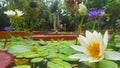 Close up shot of beautiful white lotus flower over lake in the botanic garden Royalty Free Stock Photo