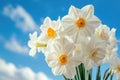 A close up shot of beautiful white narcissus bouquet with blue sky