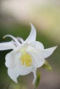 Aquilegia White Star Columbine Flower