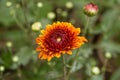 Close Up Shot Of Beautiful Yellow And Red Color Mix Chrysanthemum Flower. Royalty Free Stock Photo