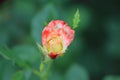 Close up - Beautiful red-yellow rose in a garden, blurred background Royalty Free Stock Photo