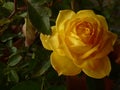 Close up shot of a beautiful yellow rose in its full bloom growing in the garden Royalty Free Stock Photo