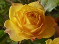 Close up shot of a beautiful yellow rose in its full bloom growing in the garden Royalty Free Stock Photo