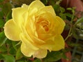 Close up shot of a beautiful yellow rose in its full bloom growing in the garden Royalty Free Stock Photo