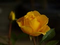 Close up shot of a beautiful yellow rose in its full bloom growing in the garden Royalty Free Stock Photo