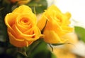 Close up shot of beautiful yellow roses blooming.