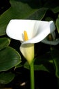 Close up shot of the beautiful Zantedeschia aethiopica blossom Royalty Free Stock Photo