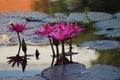 Close-up shot of the beauty of pink lotus flowers blooming in an outdoor pool, selectable focus. Royalty Free Stock Photo