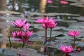 Close-up shot of the beauty of pink lotus flowers blooming in an outdoor pool, selectable focus. Royalty Free Stock Photo