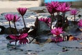 Close-up shot of the beauty of pink lotus flowers blooming in an outdoor pool, selectable focus. Royalty Free Stock Photo