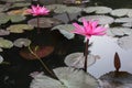 Close-up shot of the beauty of pink lotus flowers blooming in an outdoor pool, selectable focus. Royalty Free Stock Photo