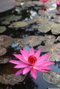 Close-up shot of the beauty of pink lotus flowers blooming in an outdoor pool, selectable focus. Royalty Free Stock Photo