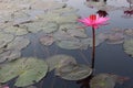 Close-up shot of the beauty of pink lotus flowers blooming in an outdoor pool, selectable focus. Royalty Free Stock Photo