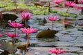 Close-up shot of the beauty of pink lotus flowers blooming in an outdoor pool, selectable focus. Royalty Free Stock Photo