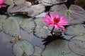 Close-up shot of the beauty of pink lotus flowers blooming in an outdoor pool, selectable focus. Royalty Free Stock Photo