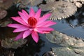 Close-up shot of the beauty of pink lotus flowers blooming in an outdoor pool, selectable focus. Royalty Free Stock Photo