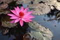 Close-up shot of the beauty of pink lotus flowers blooming in an outdoor pool, selectable focus. Royalty Free Stock Photo