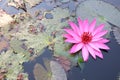 Close-up shot of the beauty of pink lotus flowers blooming in an outdoor pool, selectable focus. Royalty Free Stock Photo