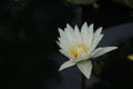 Close-up shot of the beauty of white lotus flowers in the pond Royalty Free Stock Photo