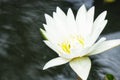 Close-up shot of the beauty of white lotus flowers in the pond Royalty Free Stock Photo