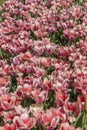 Close up shot of bed of pink Tulip flowers Royalty Free Stock Photo