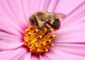 Honey bee collecting pollen from pink flower Royalty Free Stock Photo